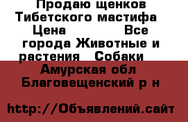 Продаю щенков Тибетского мастифа › Цена ­ 45 000 - Все города Животные и растения » Собаки   . Амурская обл.,Благовещенский р-н